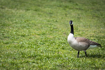 Naklejka na ściany i meble A Canadian Goose looking at the camera. He is on a background of green grass with room for copy on the left side of the frame.