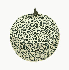 Vector stock illustration of melon. Ripe Cantaloupes with seeds. Juicy sugar orange nutmeg melon southerner. Dessert, sweet fruit.  isolated on white background