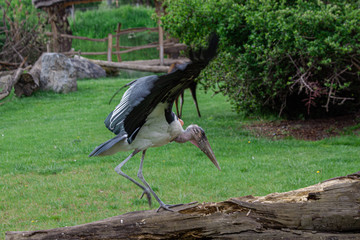 stork in the grass