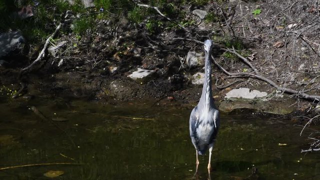 Gray Heron in Western Ditch in Citadel Park in Berlin Spandau from April 22, 2020, Germany