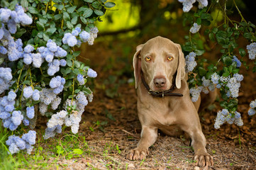 dog with flowers