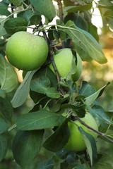 green apples on tree