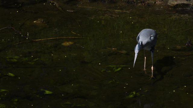 Gray Heron in Western Ditch in Citadel Park in Berlin Spandau from April 22, 2020, Germany