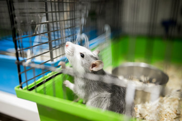 white-gray rats sit in a cage