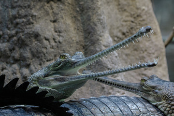crocodile in the zoo