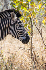 Naklejka na ściany i meble Zebra walking through grass, Kruger National Park, South Africa