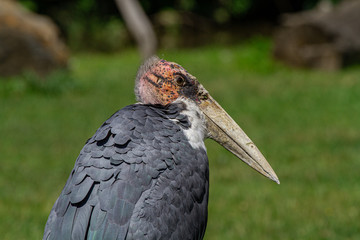 turkey vulture in a nest