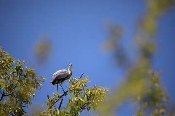 왜가리가 보이는 아름다운 풍경