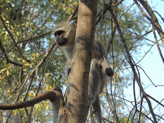 Monkey on a tree