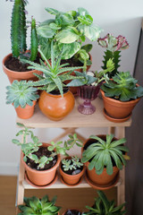 Collection of various succulents plant in different clay pots