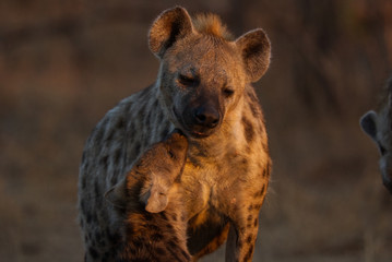 Hyena cuddles