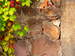 Climbing plant on the old stone wall.