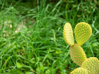 Large cactus in a garden. Selective focus.