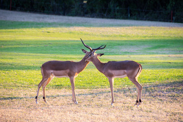 Male impalas interacting, Kruger National Park, South Africa