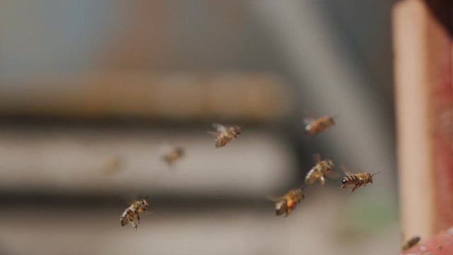 Slow motion. Bees fly into the red old hive, carry pollen on their paws. beekeeping bee concept