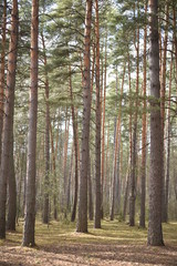 pine forest in the morning