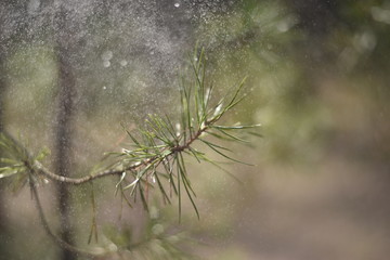 rain drops on the tree