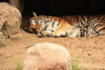 Schlafender Tiger, Sleeping Tiger