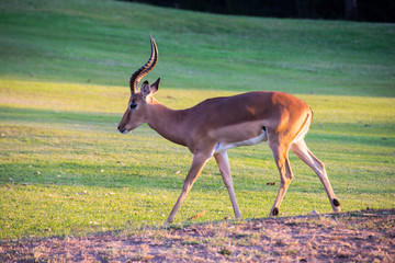 Lone male Impala, Kruger National Park, South Africa