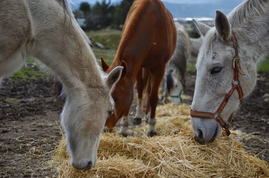 Horses Eating Hay