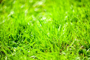 Perfect green background by the fresh grass