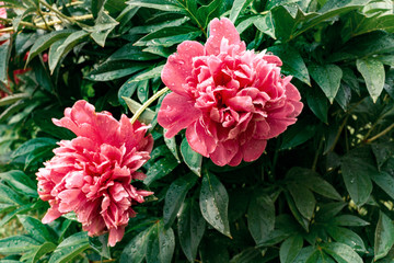 beautiful flowers pink peony on a background of leaves of peony