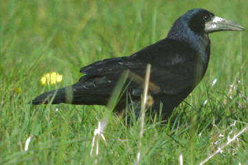 crow