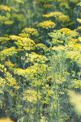 Background with dill umbrella closeup. Garden plant. Fragrant dill in the garden