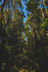 Obraz premium Natureza 