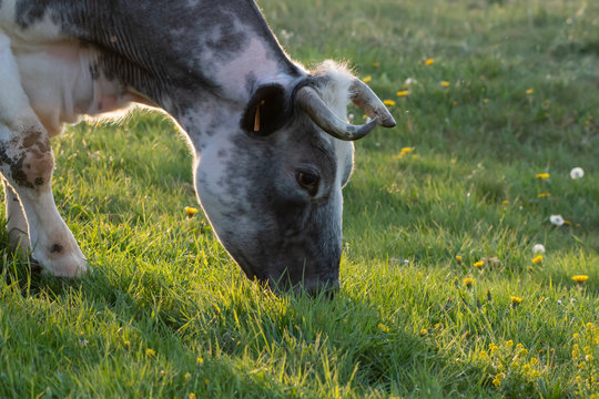 grazing cow belgian blue-white in a meadow at the end of the day