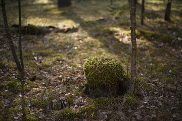 moss
