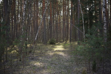 path in the forest