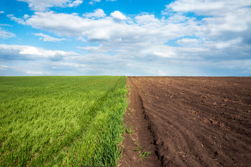 Fototapeta na wymiar Agricultural field of young wheat and a field of freshly cultivated land against a blue sky with clouds. Young soil crops.