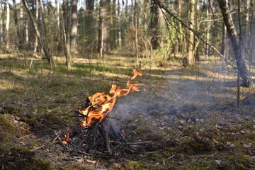 fire in the forest