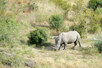 Fototapeta premium White Rhinoceros grazing, South Africa