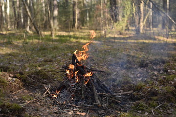 fire in the forest