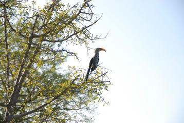 African Hornbill sitting on tree branch, Kruger National Park, Mpumalanga, South Africa