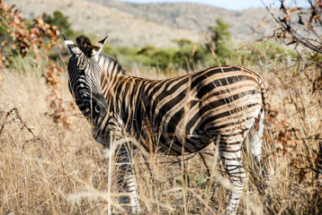 Zebra standing in long grass, Kruger National Park, South Africa