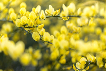 Blühender Ginster (Genista) im Garten, Nahaufnahme