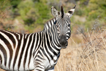 Fototapeta na wymiar Zebra standing in long grass, Kruger National Park, South Africa