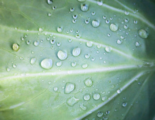 Green cabbage leaf. Close-up.