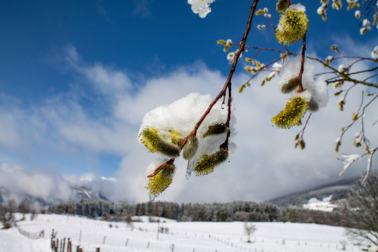 bl&uuml;hende Palmk&auml;tzchen im Fr&uuml;hling