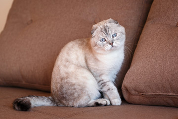 Cat sitting on brown sofa with pillows background. Cute young domestic cat.