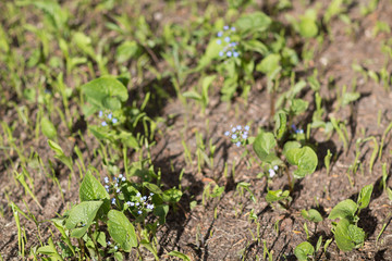 Spring leaves and greenery flowers and sunlight