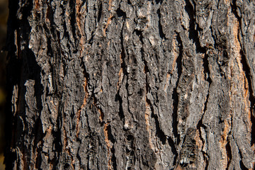 Old felled tree trunk in the forest in spring. Texture of an old rotten stump of a felled tree. Old wooden surface of an oak cut. Detailed warm dark brown tones of a felled tree trunk or stump.