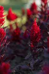 beautiful flower with the name Celosia paniculate red purple in vivo in the garden in summer