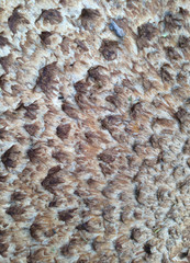 Unusual texture toadstool mushroom hat light brown for design
