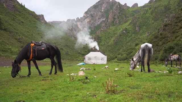 Horses grazing near nomadic settlement with yurt tents, in the mountains of Tibetan China (Gansu)