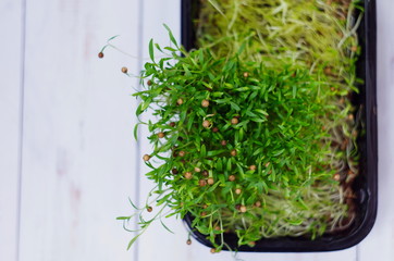 sprouted Coriander seeds.  Coriander microgreens. Germinate Cilantro seeds