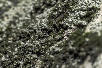 Moss on the stone